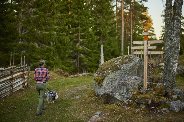 Kulturlämningar i skog och hyggesfritt skogsbruk